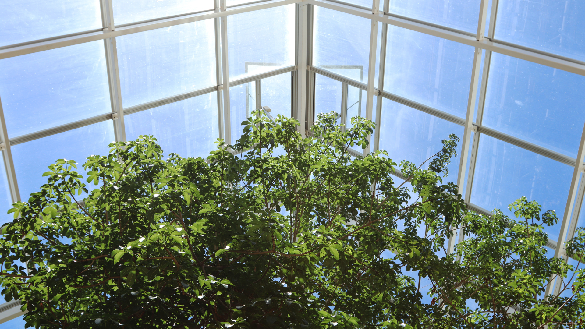 Conservatory Ideas | Complete Guide about conservatory roof
